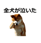 デカ動く ふつつかな犬（個別スタンプ：3）