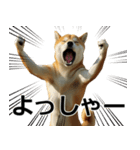 デカ動く ふつつかな犬（個別スタンプ：12）