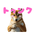 デカ動く ふつつかな犬（個別スタンプ：13）