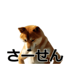 デカ動く ふつつかな犬（個別スタンプ：15）