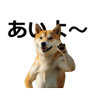 デカ動く ふつつかな犬（個別スタンプ：17）