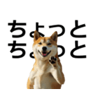 デカ動く ふつつかな犬（個別スタンプ：18）