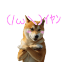 デカ動く ふつつかな犬（個別スタンプ：19）