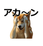 デカ動く ふつつかな犬（個別スタンプ：20）