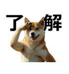 デカ動く ふつつかな犬（個別スタンプ：23）