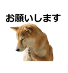 デカ動く ふつつかな犬（個別スタンプ：24）