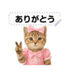 アイドルになった子猫＠メッセージスタンプ（個別スタンプ：1）