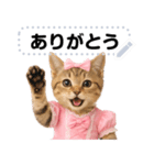 アイドルになった子猫＠メッセージスタンプ（個別スタンプ：2）