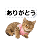 アイドルになった子猫＠メッセージスタンプ（個別スタンプ：3）