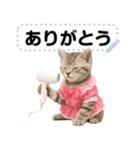 アイドルになった子猫＠メッセージスタンプ（個別スタンプ：4）