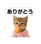 アイドルになった子猫＠メッセージスタンプ（個別スタンプ：5）