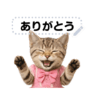 アイドルになった子猫＠メッセージスタンプ（個別スタンプ：8）