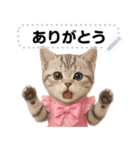 アイドルになった子猫＠メッセージスタンプ（個別スタンプ：9）