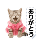 アイドルになった子猫＠メッセージスタンプ（個別スタンプ：15）