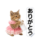 アイドルになった子猫＠メッセージスタンプ（個別スタンプ：17）