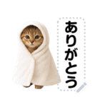 アイドルになった子猫＠メッセージスタンプ（個別スタンプ：18）