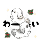 飛び出すB＆Wのシーズー犬 2025 「冬」（個別スタンプ：15）