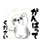 飛び出すB＆Wのシーズー犬 2025 「冬」（個別スタンプ：19）