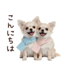 冬のチワワ♡年末年始や日常使い（個別スタンプ：2）