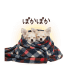 冬のチワワ♡年末年始や日常使い（個別スタンプ：4）