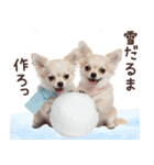 冬のチワワ♡年末年始や日常使い（個別スタンプ：7）