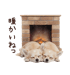 冬のチワワ♡年末年始や日常使い（個別スタンプ：9）