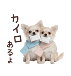 冬のチワワ♡年末年始や日常使い（個別スタンプ：10）