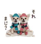 冬のチワワ♡年末年始や日常使い（個別スタンプ：14）