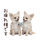 冬のチワワ♡年末年始や日常使い（個別スタンプ：15）