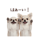 冬のチワワ♡年末年始や日常使い（個別スタンプ：16）