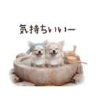 冬のチワワ♡年末年始や日常使い（個別スタンプ：18）