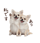 冬のチワワ♡年末年始や日常使い（個別スタンプ：24）