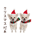 冬のチワワ♡年末年始や日常使い（個別スタンプ：32）