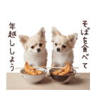 冬のチワワ♡年末年始や日常使い（個別スタンプ：35）