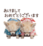 冬のチワワ♡年末年始や日常使い（個別スタンプ：36）