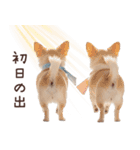 冬のチワワ♡年末年始や日常使い（個別スタンプ：37）