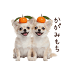 冬のチワワ♡年末年始や日常使い（個別スタンプ：38）