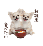 冬のチワワ♡年末年始や日常使い（個別スタンプ：39）