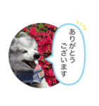 ベルくんスタンプだよ（個別スタンプ：3）