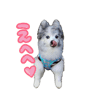 ベルくんスタンプだよ（個別スタンプ：8）