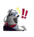 ベルくんスタンプだよ（個別スタンプ：12）