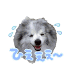 ベルくんスタンプだよ（個別スタンプ：15）