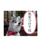 ベルくんスタンプだよ（個別スタンプ：22）