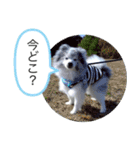 ベルくんスタンプだよ（個別スタンプ：23）