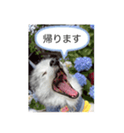 ベルくんスタンプだよ（個別スタンプ：24）