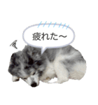 ベルくんスタンプだよ（個別スタンプ：25）