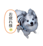 ベルくんスタンプだよ（個別スタンプ：26）