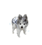 ベルくんスタンプだよ（個別スタンプ：30）