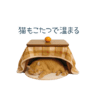 毎日使える冬の猫【かわいい・連絡】（個別スタンプ：3）