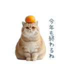 毎日使える冬の猫【かわいい・連絡】（個別スタンプ：5）